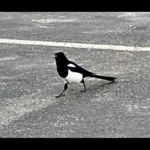 Meet your Posher, Polonel